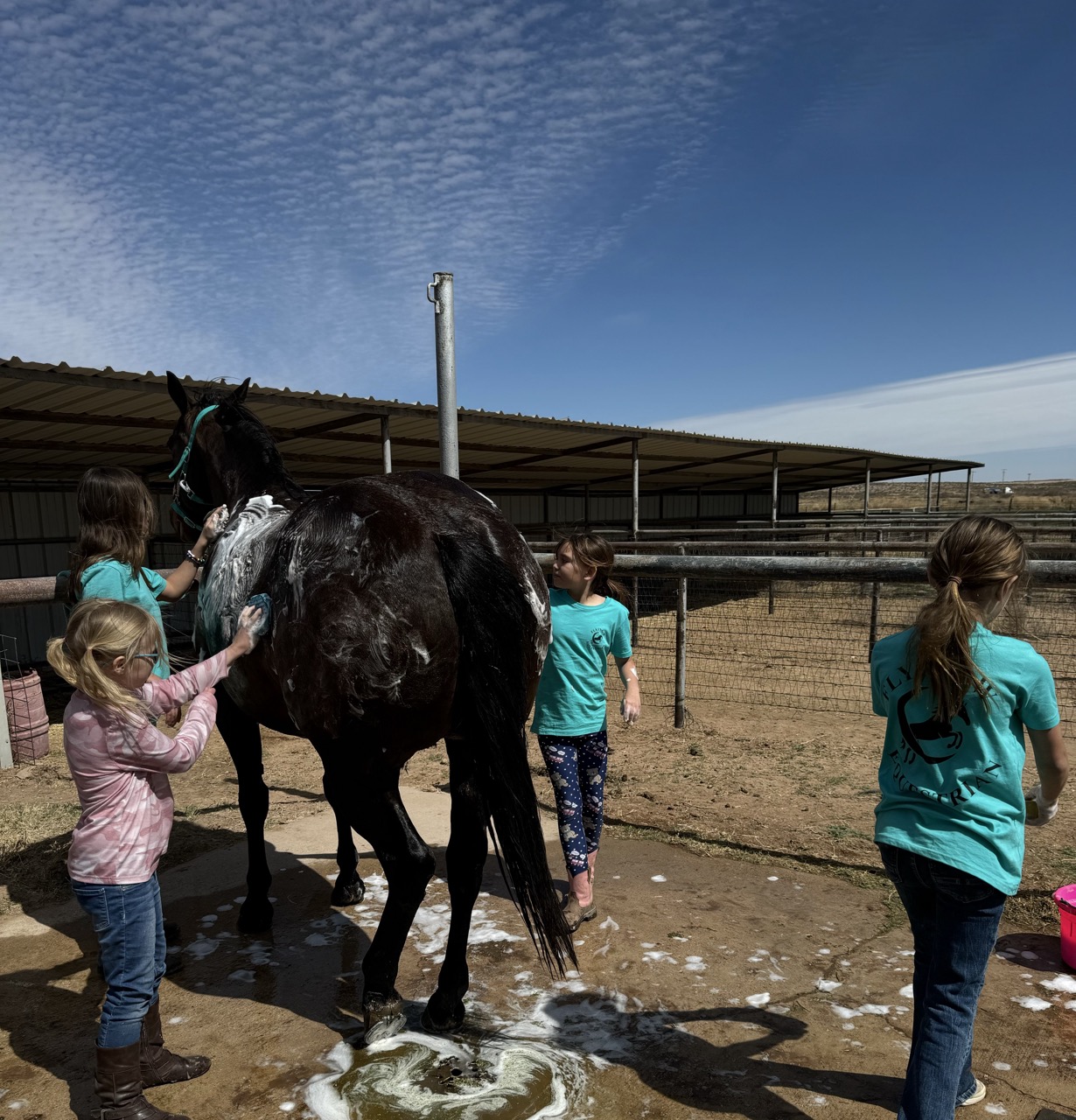 Three young riders bathe Ms. Cardi, a dark bay Quarter Horse mare, with soapy suds and a teal halter outside the barn on a sunny day.