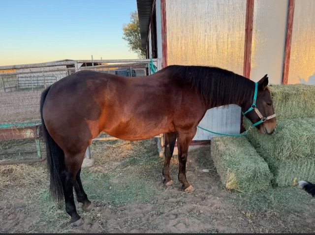 Ms. Cardi, a bay Quarter Horse mare in a teal halter, stands in profile next to hay bales by the barn at golden hour.