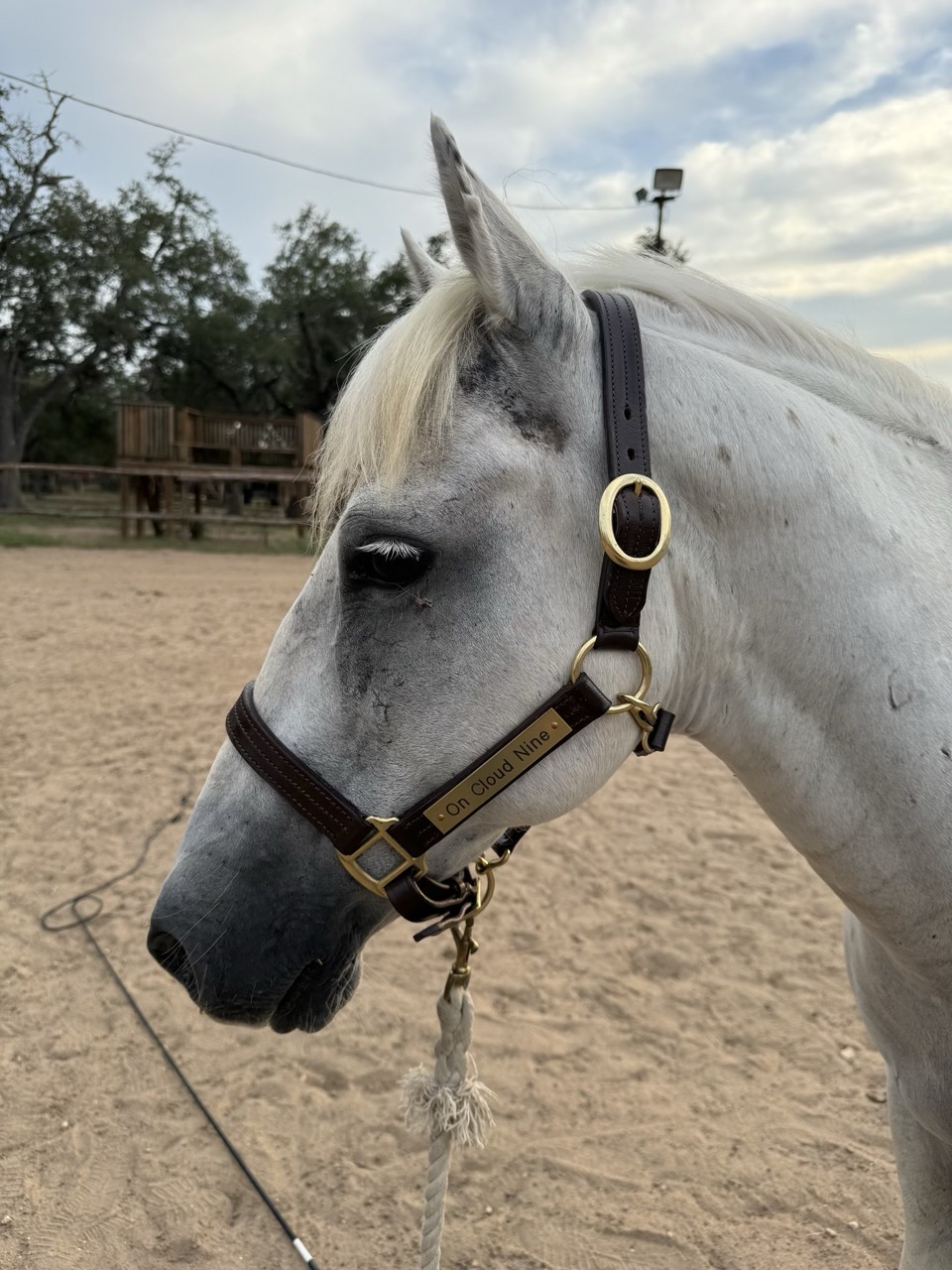 Close-up portrait of Cloud, a gray pony, wearing a leather halter with a brass nameplate reading On Cloud Nine, in the outdoor arena.