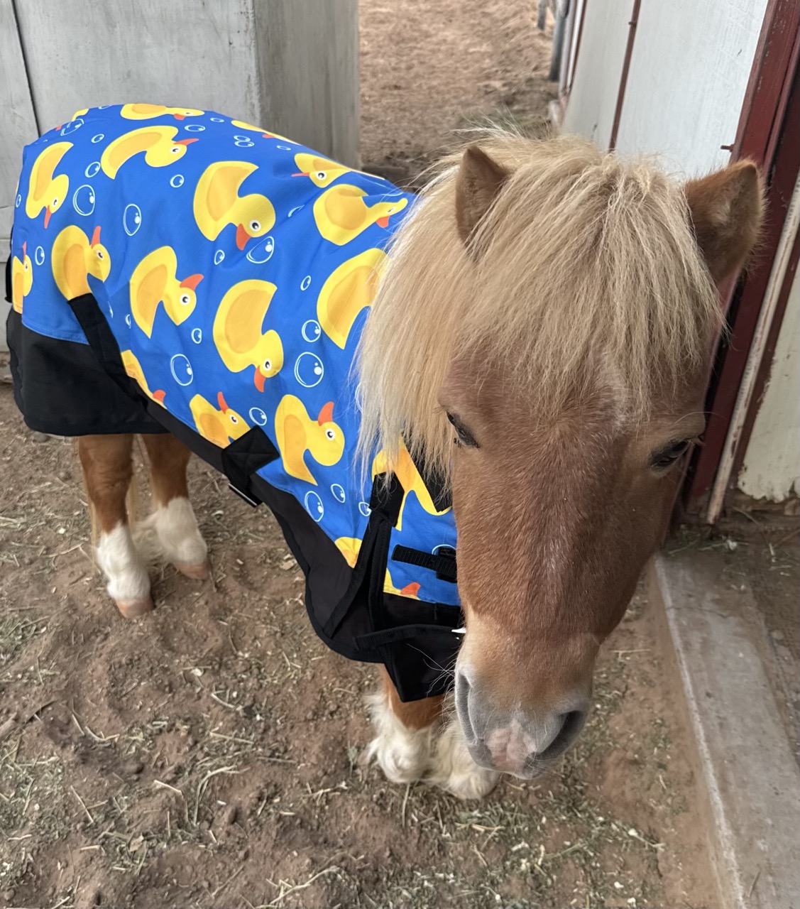 Dash, a pinto miniature pony, peeks out from under a blue rubber-duck-print blanket inside the barn aisle.