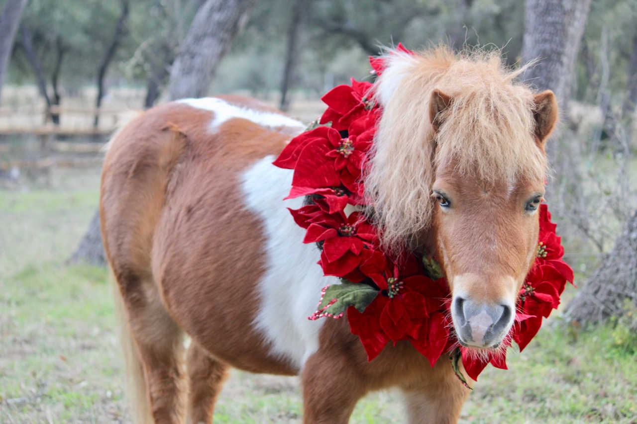 Dash, a pinto miniature pony with a long flaxen mane, wears a red poinsettia wreath around his neck while standing in the grass.