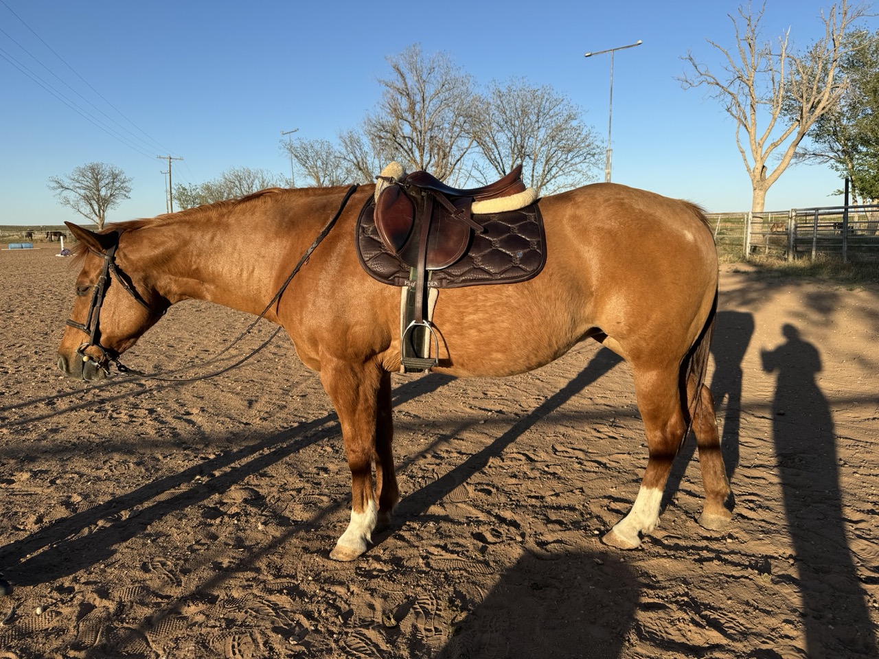 Rosie, a chestnut Quarter Horse mare, tacked up and standing in profile in Flying W's outdoor sand arena.