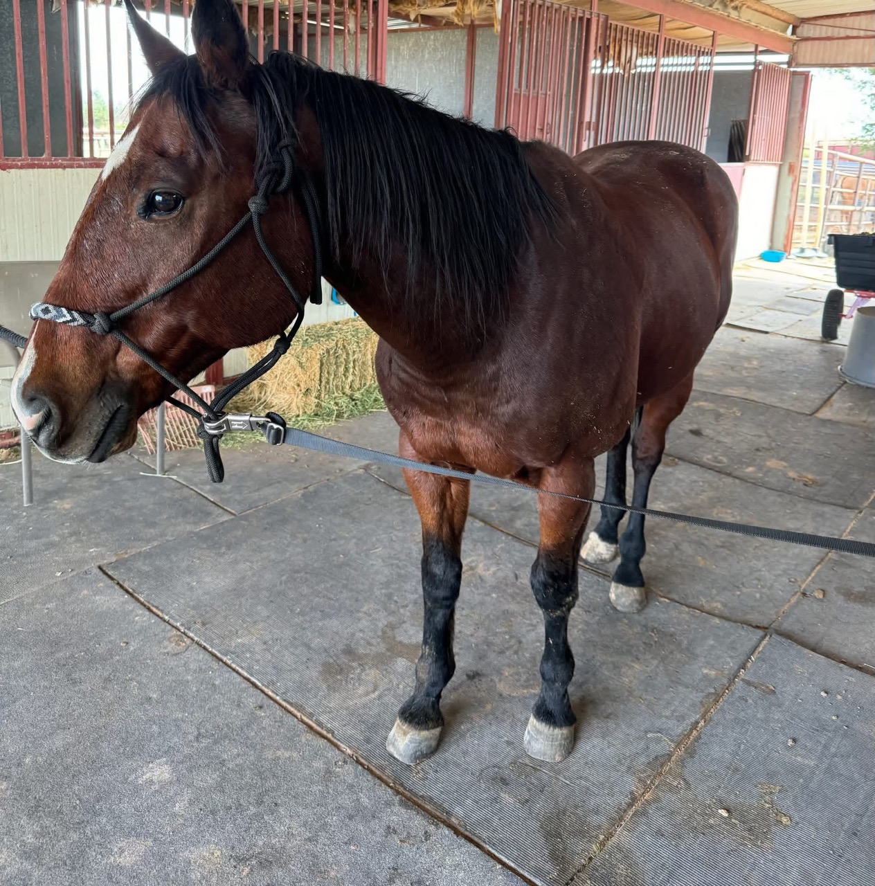 Sammy, a bay Quarter Horse gelding in a black rope halter, stands in cross-ties in the barn aisle.