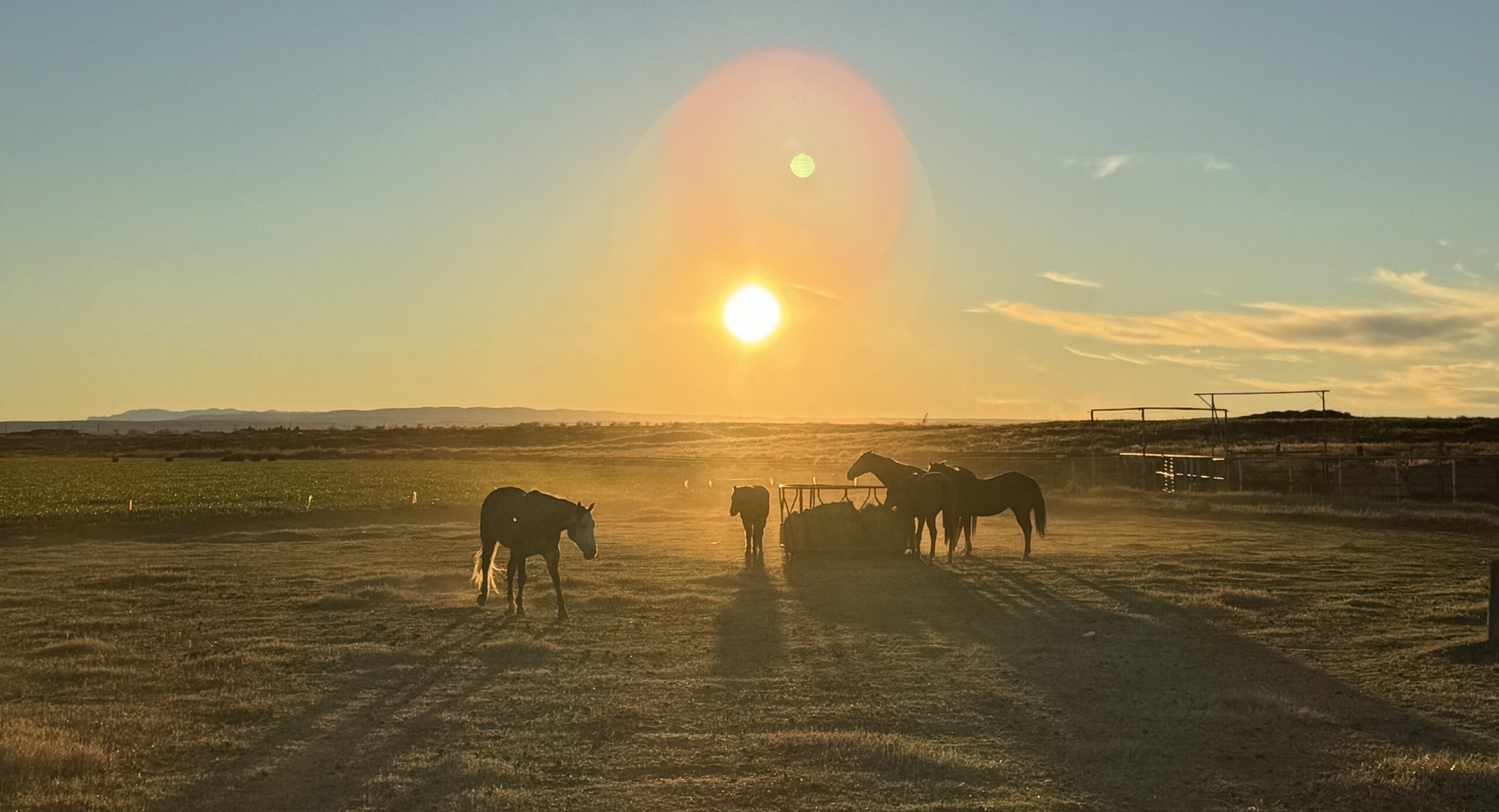 Horses standing in a field at sunset at Flying W Equestrian