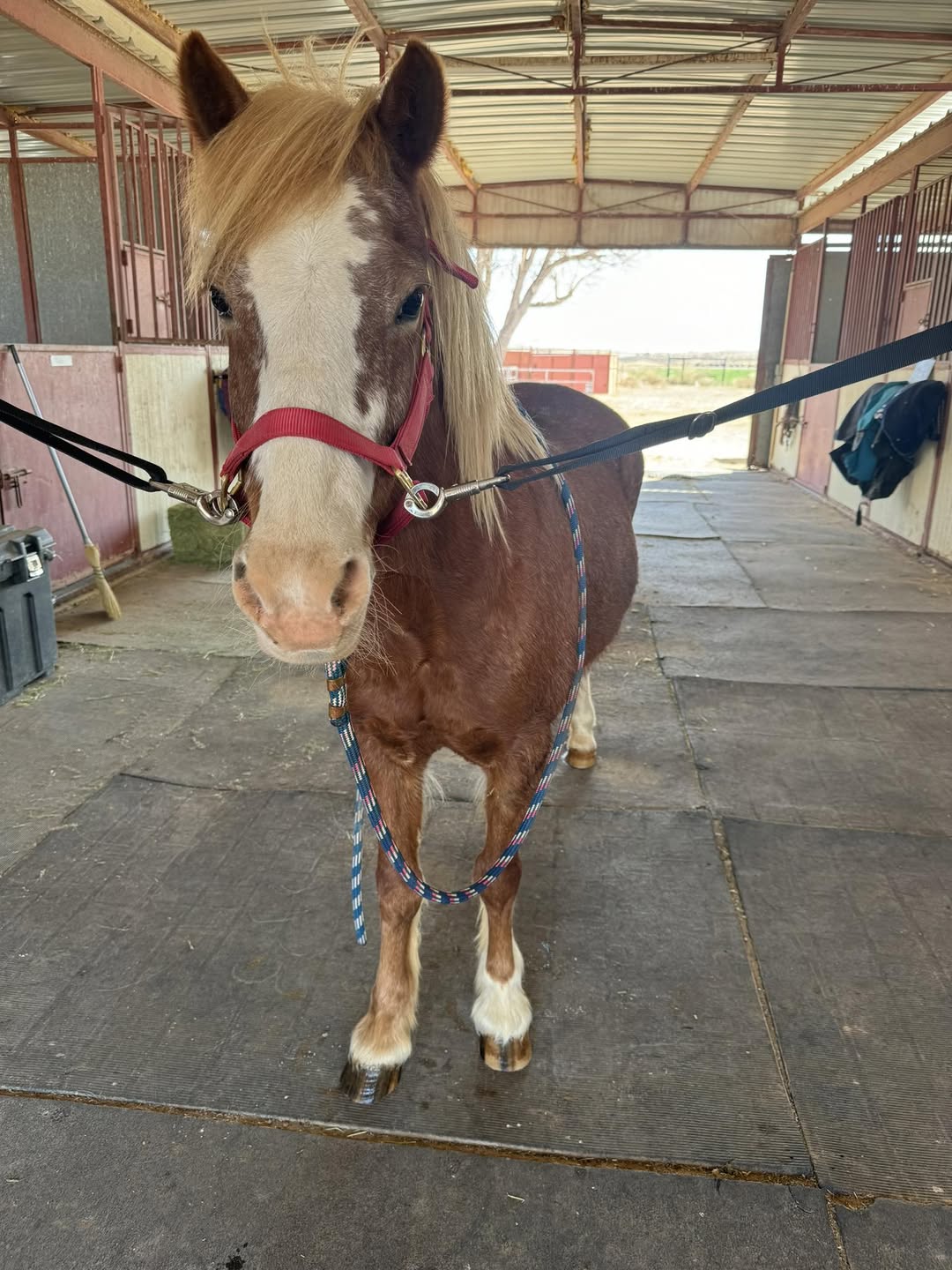 Rosie, beginner lesson horse at Flying W Equestrian, standing in barn cross ties